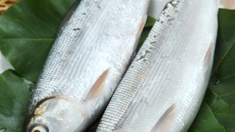 季节食材 牛奶鱼 虱目鱼 一次了解产地和产季 菜谱食谱侦探