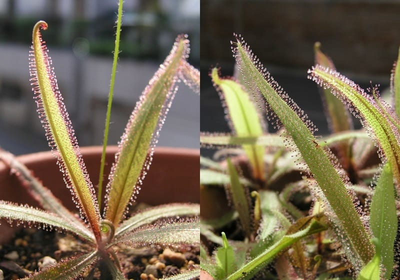 抗家中害虫还有这一招 来 养 食虫植物吧 菜谱食谱侦探